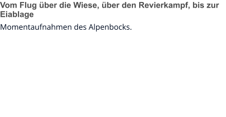 Vom Flug über die Wiese, über den Revierkampf, bis zur Eiablage Momentaufnahmen des Alpenbocks.