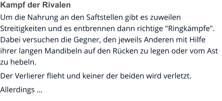 Kampf der Rivalen Um die Nahrung an den Saftstellen gibt es zuweilen Streitigkeiten und es entbrennen dann richtige "Ringkämpfe". Dabei versuchen die Gegner, den jeweils Anderen mit Hilfe ihrer langen Mandibeln auf den Rücken zu legen oder vom Ast zu hebeln. Der Verlierer flieht und keiner der beiden wird verletzt. Allerdings …
