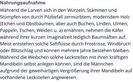 Nahrungsaufnahme Während die Larven sich in den Wurzeln, Stämmen und Stümpfen von durch Pilzbefall zermürbtem, moderndem Holz (Eichen und Obstbäumen, aber auch Buchen, Linden, Ulmen, Pappeln, Eschen, Weiden u. a) ernähren, nehmen die Käfer während ihrer kurzen Imaginalzeit lediglich Baumsäften auf. Meist entstehen solche Saftflüsse durch Frostrisse, Windbruch oder Blitzschlag und können mehrere Jahre bestehen bleiben. Während die Weibchen solche Leckstellen mit ihren kräftigen Mandibeln selbst anlegen können, sind die Männchen aufgrund der geweihartigen Vergrößerung ihrer Mandibeln auf vorhandene Leckstellen angewiesen.