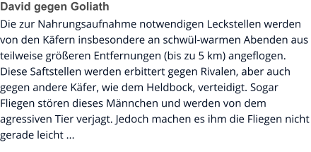 David gegen Goliath Die zur Nahrungsaufnahme notwendigen Leckstellen werden von den Käfern insbesondere an schwül-warmen Abenden aus teilweise größeren Entfernungen (bis zu 5 km) angeflogen. Diese Saftstellen werden erbittert gegen Rivalen, aber auch gegen andere Käfer, wie dem Heldbock, verteidigt. Sogar Fliegen stören dieses Männchen und werden von dem agressiven Tier verjagt. Jedoch machen es ihm die Fliegen nicht gerade leicht ...